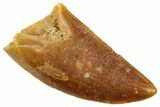 Serrated Raptor Tooth - Real Dinosaur Tooth #358027-1